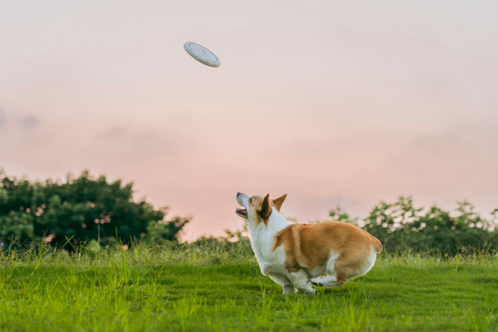 A border collie in a grass field with a frisbee and tennis ball